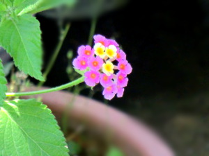 f:id:colorbless:20150521165022j:image