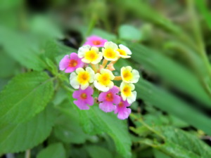 f:id:colorbless:20150601170425j:image
