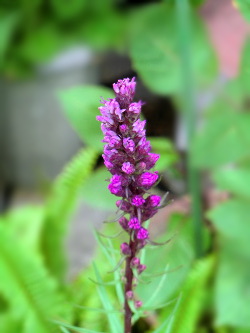 f:id:colorbless:20150601170534j:image