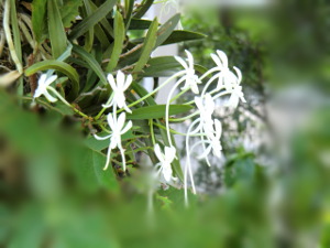 f:id:colorbless:20150802040147j:image