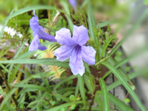 f:id:colorbless:20150818233813j:image