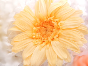 f:id:colorbless:20151122193454j:image