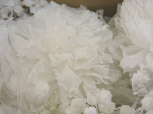 f:id:colorbless:20151209153133j:image