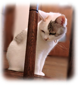 f:id:colorbless:20160116183825j:image