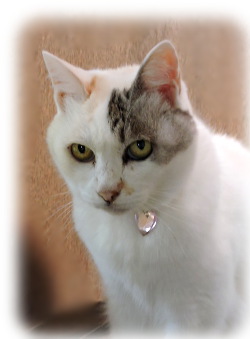 f:id:colorbless:20160116183854j:image