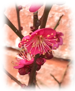 f:id:colorbless:20160212190118j:image