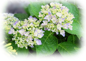 f:id:colorbless:20160520225252j:image