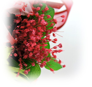 f:id:colorbless:20160615000837j:image
