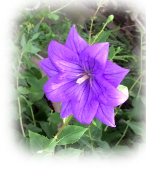 f:id:colorbless:20160615230837j:image
