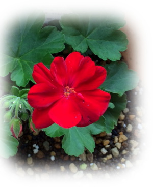 f:id:colorbless:20160626233221j:image
