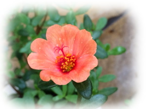 f:id:colorbless:20160630233529j:image
