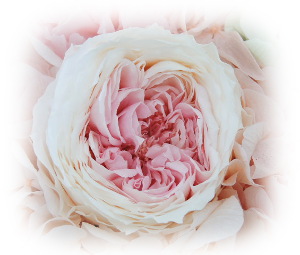 f:id:colorbless:20160704000735j:image