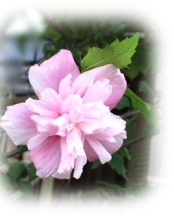 f:id:colorbless:20160707232052j:image