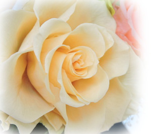 f:id:colorbless:20160708223436j:image