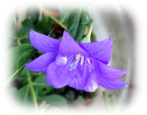 f:id:colorbless:20160904225010j:image
