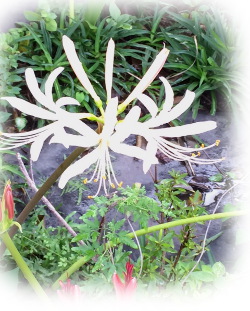 f:id:colorbless:20160922235427j:image