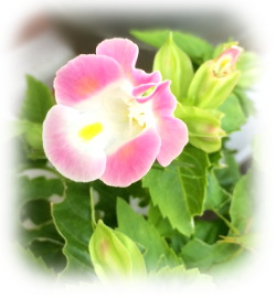 f:id:colorbless:20160925230641j:image f:id:colorbless:20160925230641j:image