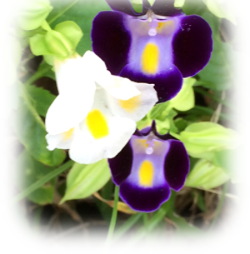 f:id:colorbless:20160925230716j:image f:id:colorbless:20160925230716j:image