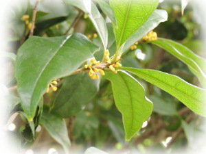 f:id:colorbless:20161019221451j:image f:id:colorbless:20161019221451j:image