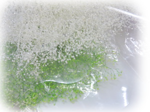 f:id:colorbless:20161205135455j:image