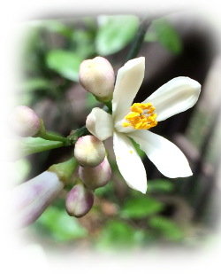 f:id:colorbless:20170523223752j:image