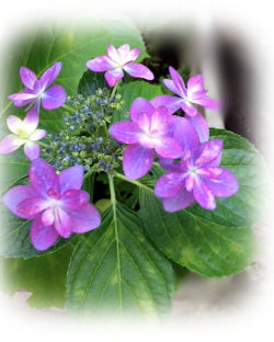 f:id:colorbless:20170601231221j:image