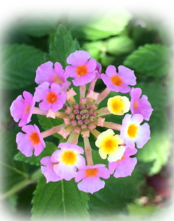 f:id:colorbless:20170607233618j:image