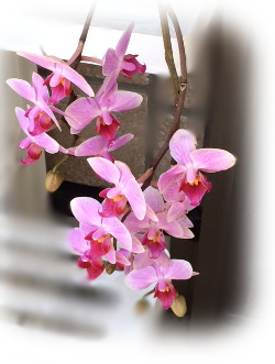 f:id:colorbless:20170607233708j:image