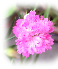 f:id:colorbless:20170613224828j:image