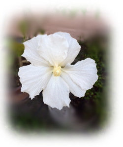 f:id:colorbless:20170730233310j:image