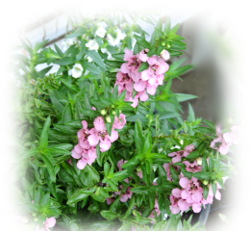 f:id:colorbless:20170806215308j:image