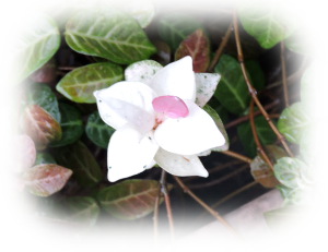 f:id:colorbless:20170808223936j:image