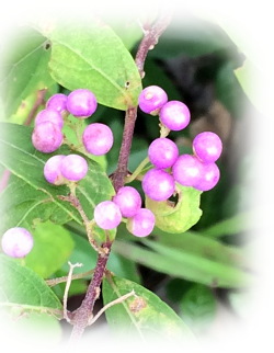 f:id:colorbless:20170914232850j:image