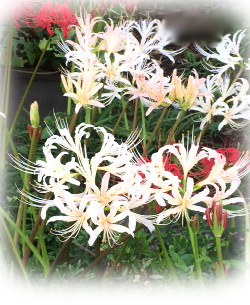 f:id:colorbless:20170920231758j:image