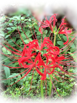 f:id:colorbless:20170920231853j:image