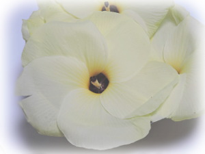 f:id:colorbless:20170925225818j:image