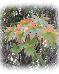 f:id:colorbless:20171023222004j:image