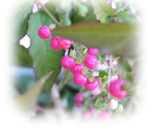 f:id:colorbless:20171023222051j:image
