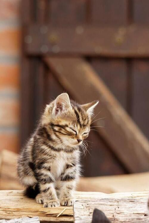 f:id:colorfullylife:20170203103322p:plain