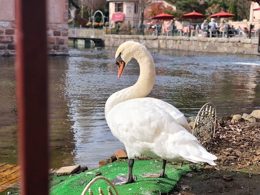 f:id:colorfulorganic:20181114175239j:plain