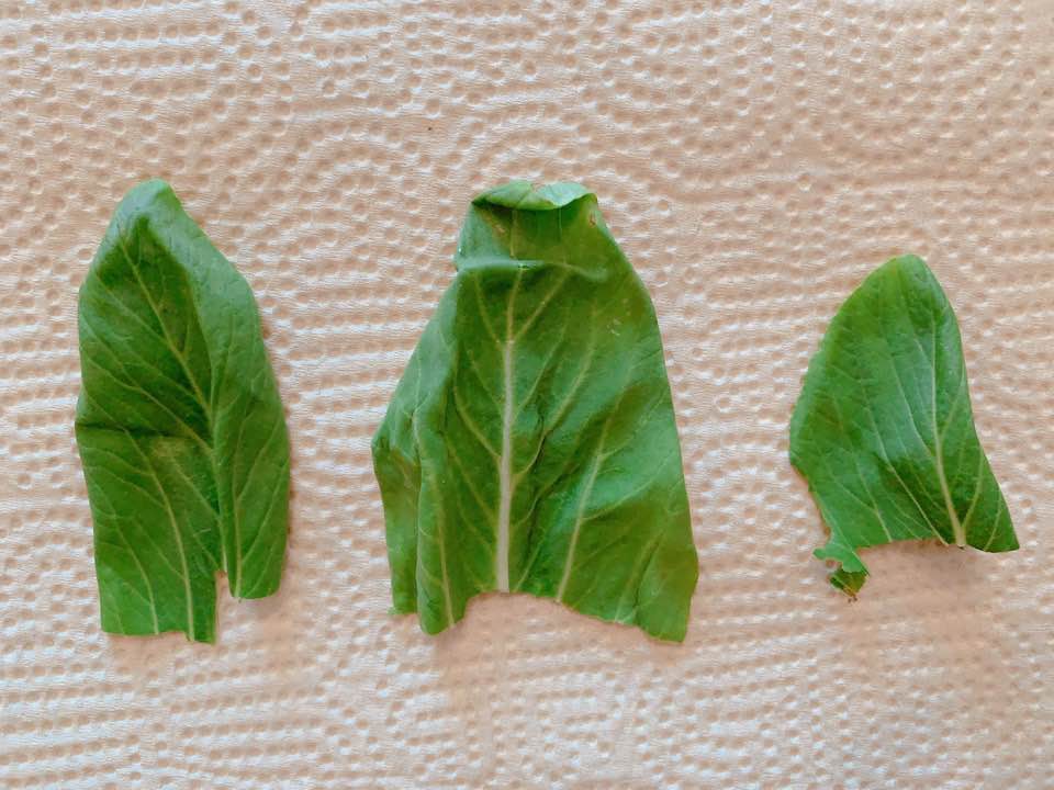 f:id:colorfulorganic:20190902100928j:plain f:id:colorfulorganic:20190902100928j:plain