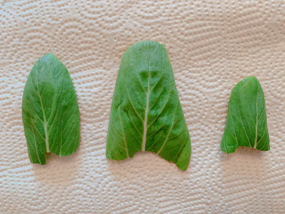 f:id:colorfulorganic:20190902102058j:plain f:id:colorfulorganic:20190902102058j:plain