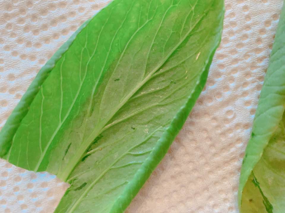 f:id:colorfulorganic:20190902102115j:plain f:id:colorfulorganic:20190902102115j:plain