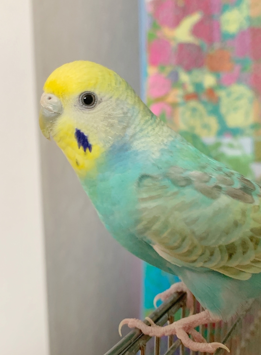f:id:colorfulorganic:20190902144955j:plain f:id:colorfulorganic:20190902144955j:plain