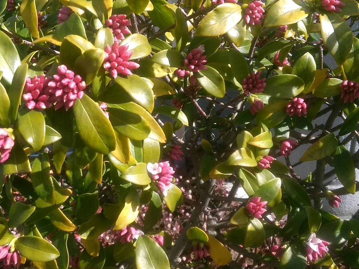 f:id:colorleaves:20200217161612j:plain f:id:colorleaves:20200217161612j:plain