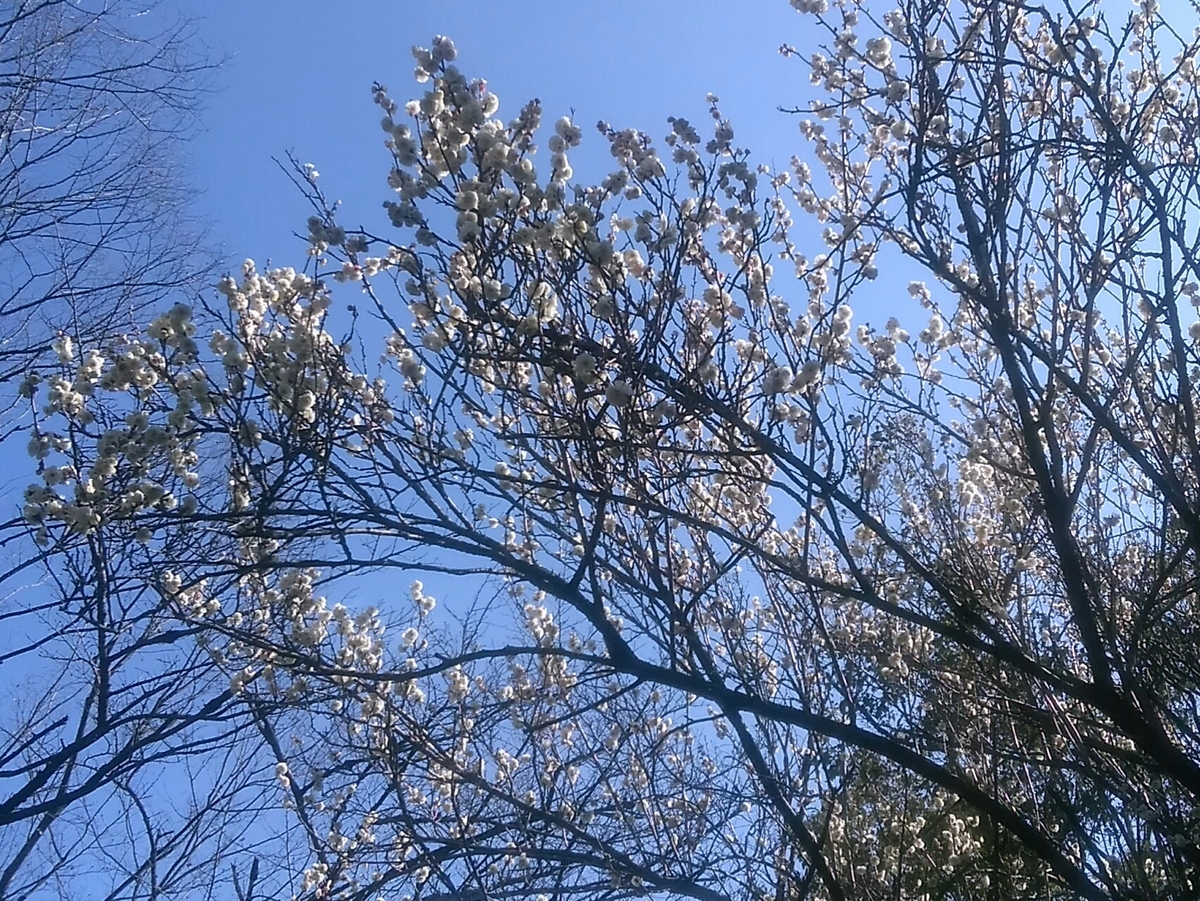 f:id:colorleaves:20200217163304j:plain f:id:colorleaves:20200217163304j:plain