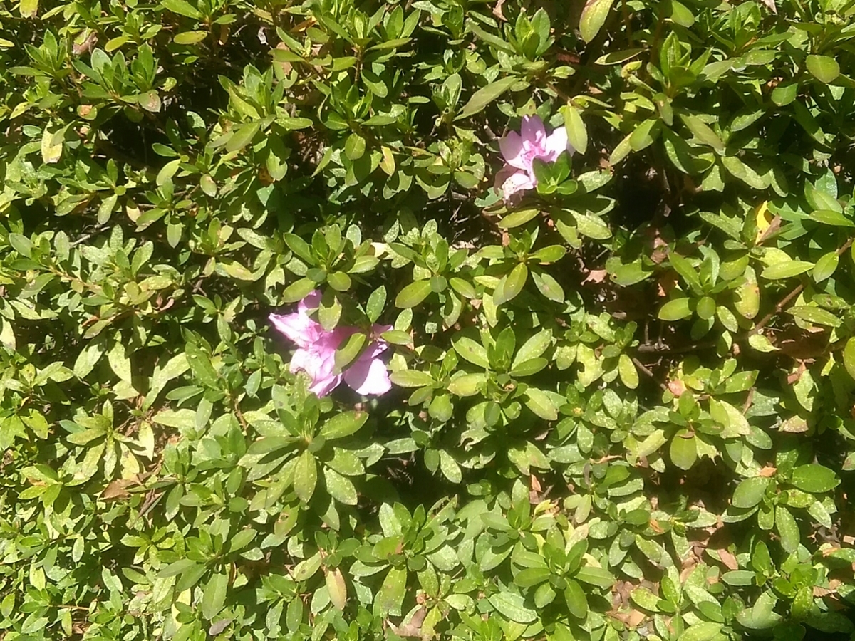 f:id:colorleaves:20200217164056j:plain f:id:colorleaves:20200217164056j:plain