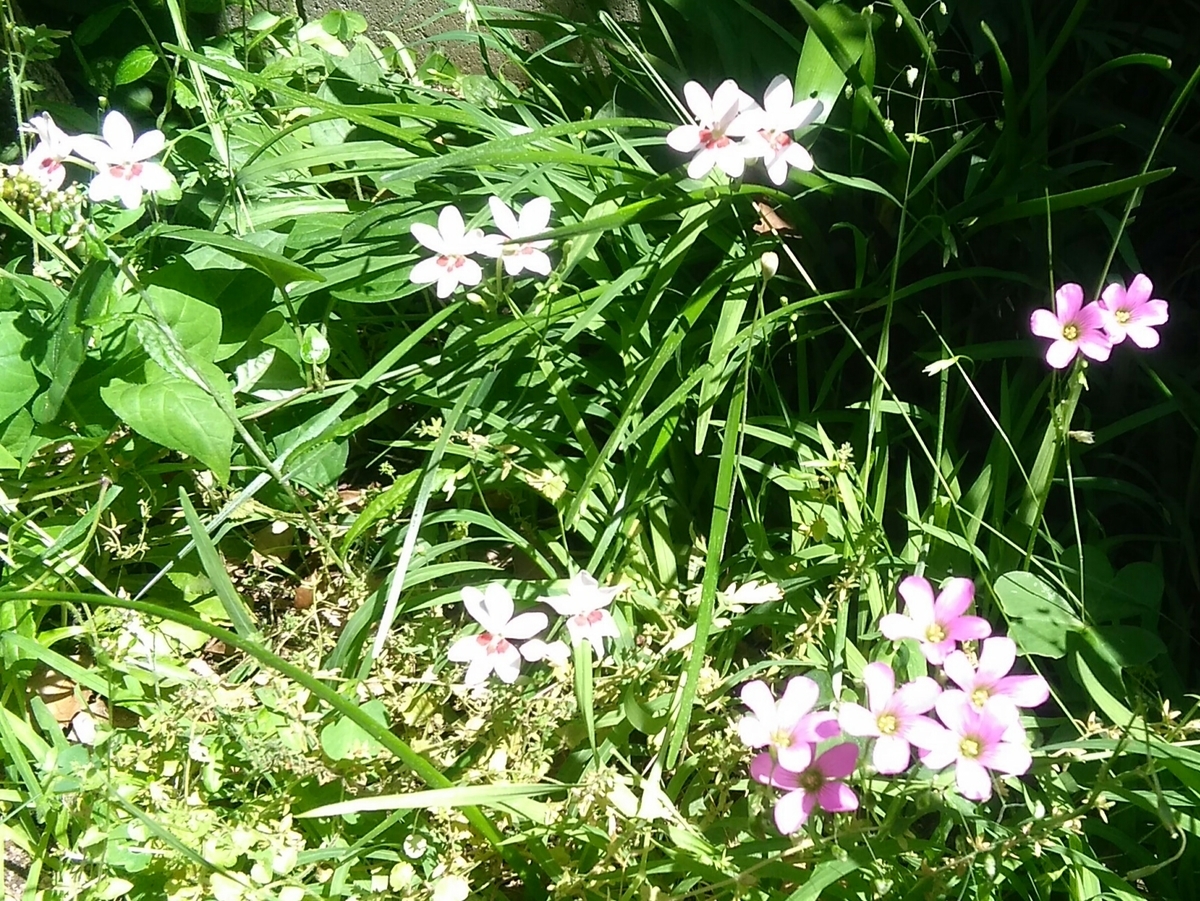 f:id:colorleaves:20210519151309j:plain