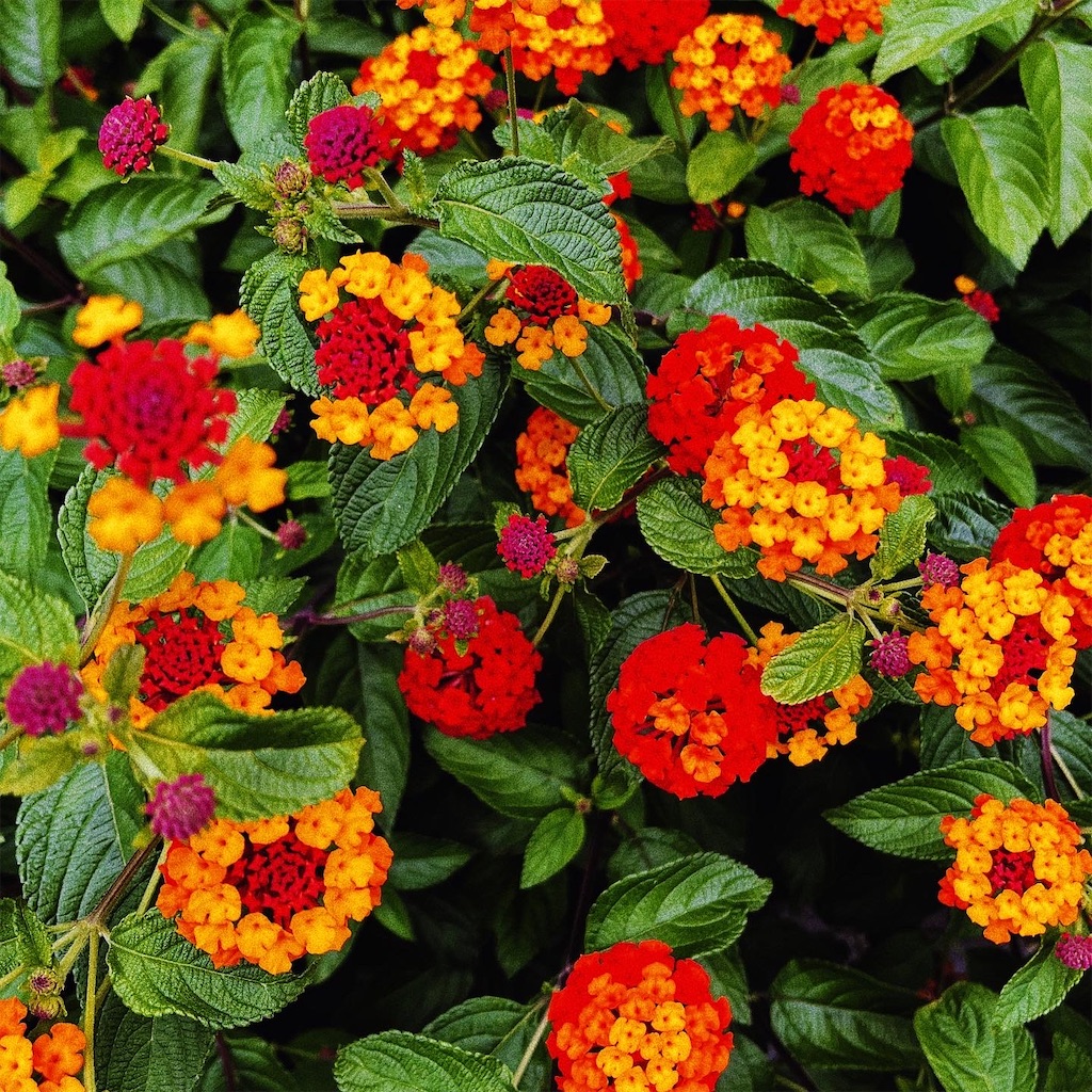 f:id:colormal:20221215225831j:image
