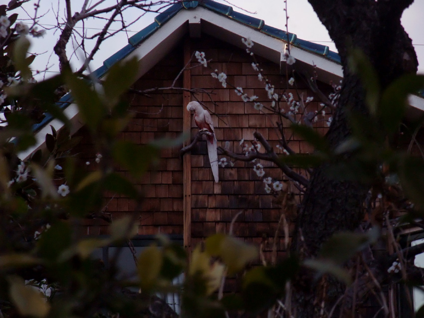 f:id:com:20110309170418j:image